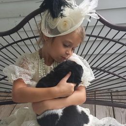 Akita Puppies from BleuMoon Akitas