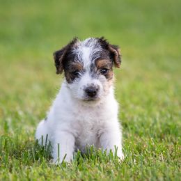 Jack Russell Terrier Puppies from Little Eden Jack Russell Terriers