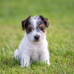 Jack Russell Terrier Puppies from Little Eden Jack Russell Terriers