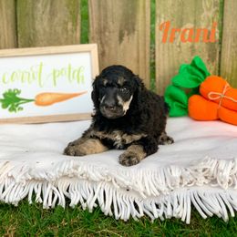 Poodle Puppies from Cosmic Caliber Standard Poodles