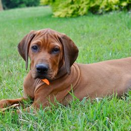 Rhodesian Ridgeback and Weimaraner Puppies from PC Farms