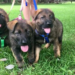 German Shepherd Puppies from Rodina Straze German Shepherds