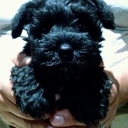Miniature Schnauzer Puppies from Belle Vista Schnauzers