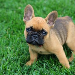 French Bulldog Puppies from Wasatchfrenchbulldogs