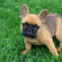 French Bulldog Puppies from Wasatchfrenchbulldogs