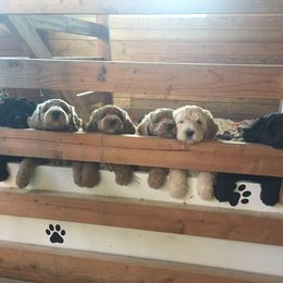 Labradoodle Puppies from Forevergreen Farm