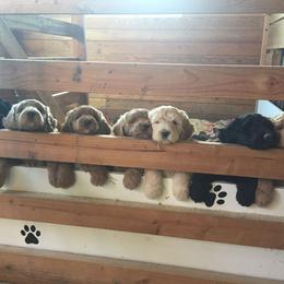 Labradoodle Puppies from Forevergreen Farm