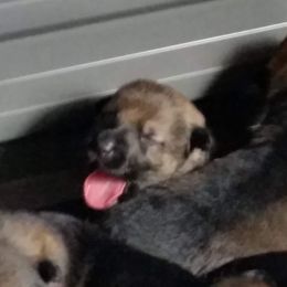 German Shepherd Puppies from von Haus Ulv