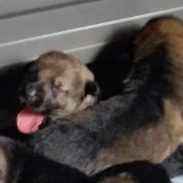 German Shepherd Puppies from von Haus Ulv