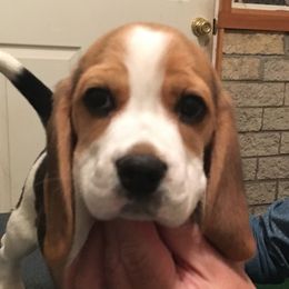 Beagle Puppies from Everwind Beagles