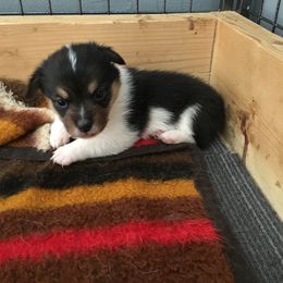 Pembroke Welsh Corgi Puppies from Walkabout's Pembroke Corgi's
