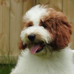 Goldendoodle adult dog