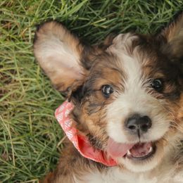 Bernedoodle Puppies from Bernedoodles of the Ozarks