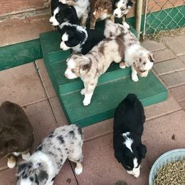 Blue Moon Mini Aussies breeder of 