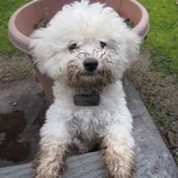 Bichon Frise All Grown Up from Legend Bichons