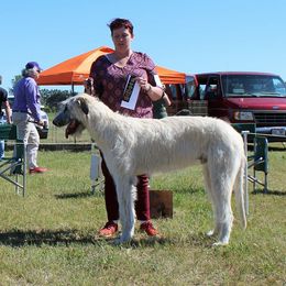 Irish Wolfhound All Grown Up from Earthsong kennel