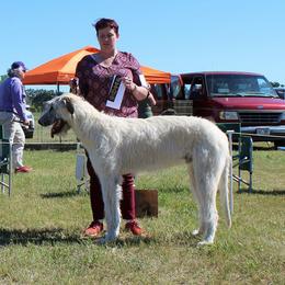 Irish Wolfhound All Grown Up from Earthsong kennel