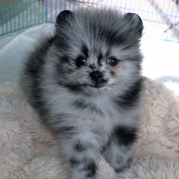 Dee Dee's Pomeranians breeder of Pomeranian