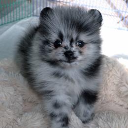 Dee Dee's Pomeranians breeder of Pomeranian