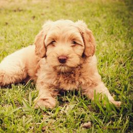 Labradoodle Puppies from Rainbow Row Labradoodles, LLC
