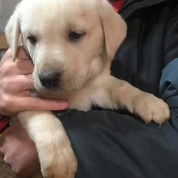 Labrador Retriever Puppies from Granite Creek Kennel
