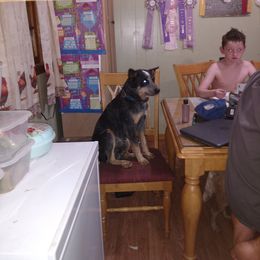 Australian Cattle Dog and Labrador Retriever Puppies from Trinity C Australian Cattle Dogs and Silver Labradors