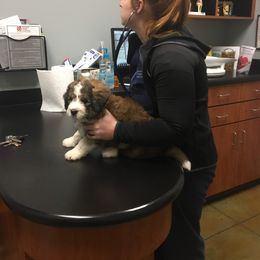 Bernedoodle Puppies from Bernedoodles of the Ozarks