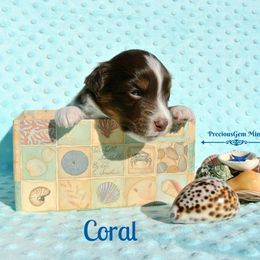 PreciousGem Minis breeder of Miniature American Shepherd