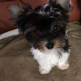 Biewer Terrier Puppies from Amore-Biewers, House of Wagging Tails
