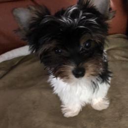 Biewer Terrier Puppies from Amore-Biewers, House of Wagging Tails