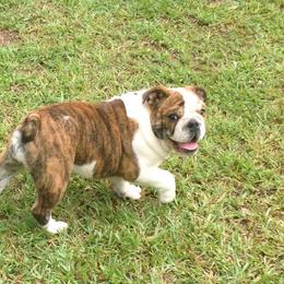 Bullmastiff and Bulldog Puppies from River Region Bullies