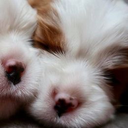 Comfort Cavaliers breeder of Cavalier King Charles Spaniel