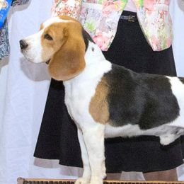 CH. HA-Pennys The Sky's The Limit - Beagle