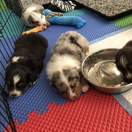 PreciousGem Minis breeder of Miniature American Shepherd
