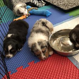 PreciousGem Minis breeder of Miniature American Shepherd