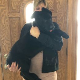 Belgian Malinois and German Shepherd Puppies from Leash of Honor LLC