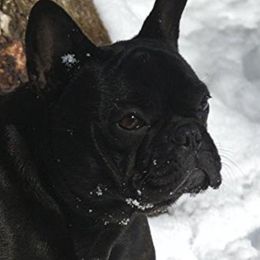 River - French Bulldog