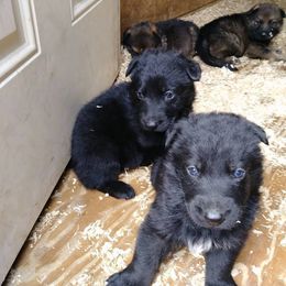 German Shepherd Puppies from Cross Keys K9 Working Line German Shepherds