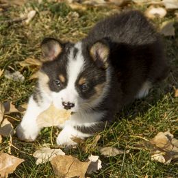 Pembroke Welsh Corgi Puppies from Half Hitch Corgis
