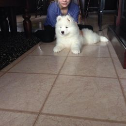 Samoyed Puppies from White Cloud Samoyeds