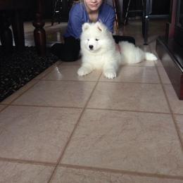 Samoyed Puppies from White Cloud Samoyeds