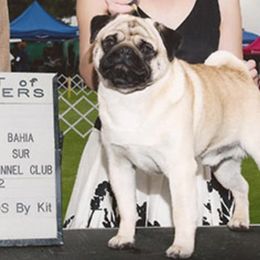 Tuxedo - Pug