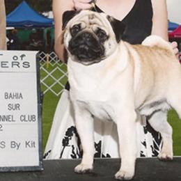 Tuxedo - Pug