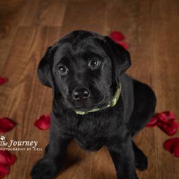 "Angus c.2019" Labrador Retriever Puppies from Arctic Texan Labradors