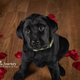 "Angus c.2019" Labrador Retriever Puppies from Arctic Texan Labradors