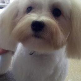 Havanese All Grown Up from Harmony Havanese