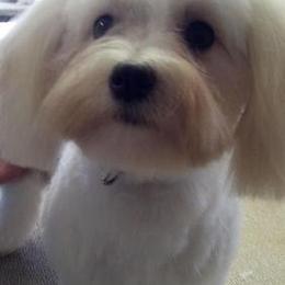 Havanese All Grown Up from Harmony Havanese