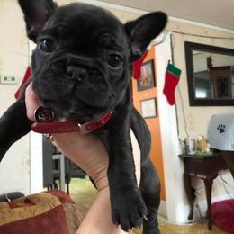 Bernese Mountain Dog and French Bulldog Puppies from Heartfelt Kennels