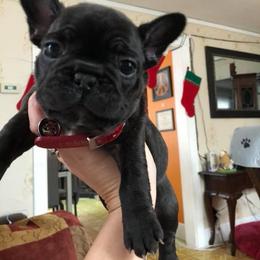 Bernese Mountain Dog and French Bulldog Puppies from Heartfelt Kennels