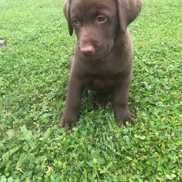 Labrador Retriever Puppies from Ridgeline Retrievers